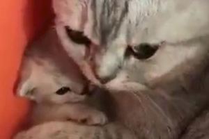 貓咪越來越不喜歡主人靠近，知道真相後讓人莫名的想哭...