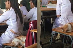 貓咪闖進了教室，這位女同學的做法，令網友都高呼：「好暖心」！