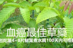 治療血癌最佳草藥：岩陀葉4~8片鮮葉煮水喝100天內可痊癒