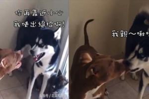 哈士奇和比特犬打架，哈士奇突然使用大絕招「親了下去」瞬間制服比特犬！