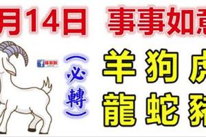 1月14日生肖運勢_羊、狗、虎大吉