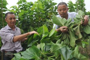 現代中、西西醫把桑葉和桑葉生物制劑作為改善糖尿病及其他各種疑難雜症的藥物而使用