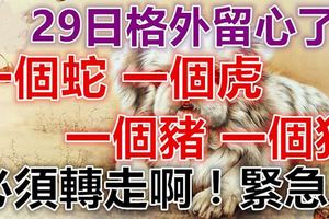 7月29日要格外留心了！一個蛇、一個虎、一個豬、一個狗！必須轉走啊！緊急！