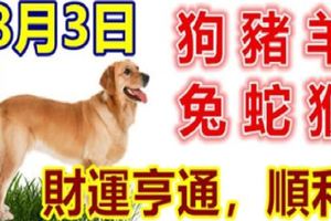 8月3日生肖運勢～狗，豬，羊大吉