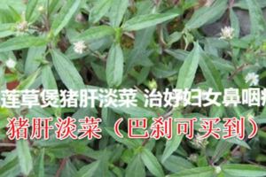 旱蓮草煲豬肝淡菜治好婦女鼻咽癌，就是服用旱蓮草醫好的