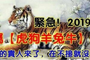 緊急，2019年，屬【虎狗羊兔牛】的人，你的貴人來了，在不接就沒了