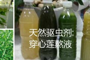 DIY天然驅蟲劑:穿心蓮熬液，民間流傳七葉救主:清熱解毒、涼血、消腫、燥濕