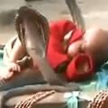 這太可怕了！不足1歲的小嬰兒竟被4條眼鏡王蛇團團包圍！沒想到下一秒竟然.....讓我都不敢再看下去了！！