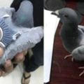 飛鴿傳書已經不流行了！來自科威特海關攔截到的信鴿居然身懷「毒物」