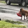 超機靈狗狗在颶風後「叼著一袋狗糧」去散步，隨時準備應急糧食讓大家都嘴角上揚想抱緊！