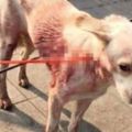 可憐小狗被殘忍地「兩箭射穿身體」，經過手術後「牠現在的樣子」讓人止不住眼淚。