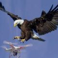 澳大利亞「憤怒老鷹」擊落價值8萬美元航拍無人機。。。