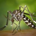 〝超級瘧疾〞肆虐東南亞抗藥性強恐釀全球威脅
