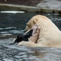 這隻北極熊對乳牛朋友「又親又抱又舔」，遊客以為是從小到大的好朋友，沒想到浮出水面那一刻，網友的臉都嚇歪了！...