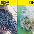 8個你肯定聽過「但從來不認識」的事物真相，看到最後一個立馬嘴角失守！