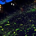 台南賞螢懶人包！　14個「最多螢火蟲聚集」的地點　看過一次就難忘