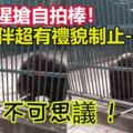 不可思議！黑猩猩搶人類自拍棒！被同伴超有禮貌制止物歸原主！