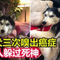 靈犬三次嗅出癌症主人躲過死神追捕