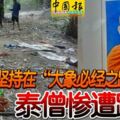 堅持在「大象必經之路」冥修泰僧慘遭踩死