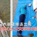 地震魚及大魷魚接連出現民眾憂心大天災即將來臨