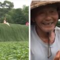 貼告示也沒用！85歲老夫婦「花5年種出綠色瀑布」就怕土石流　萬人朝聖打卡「作物全被踩壞」