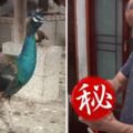 孔雀產稀有黃金蛋飼主嗨翻！專家吐驚人真相