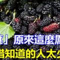 「桑葚」原來這麼厲害！可惜知道的人太少了！