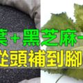 黑芝麻+桑葉一起吃，從頭到腳都舒服，補肝補腎，幫你遠離中風