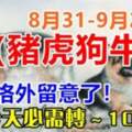 8月31日-9月2日（豬虎狗牛兔）需要格外留意了，今天必須轉