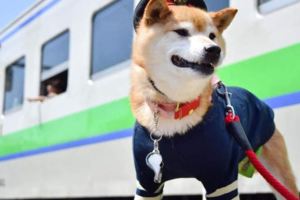 呆萌柴犬成火車站長穿制服值班引迷妹