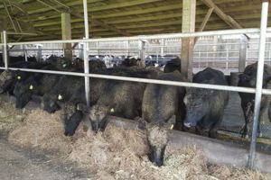 食藥署解禁日本牛肉最快九月開放進口