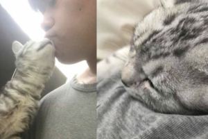 長沙灣天降貓B暖男救回家獲讚:幸運遇到你