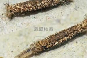 你是否在家中的牆角、窗邊、天花板上發現有像水泥塊的東西吊在那裡？如果你在家裡看見牠，就要小心了
