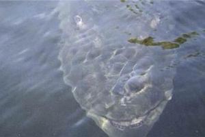 這男人釣魚時發現水底有一張詭異的「笑臉」慢慢靠近...悲劇就在瞬間發生，影片記錄下這一恐怖的瞬間…