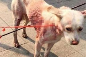 可憐小狗被殘忍地「兩箭射穿身體」，經過手術後「牠現在的樣子」讓人止不住眼淚。