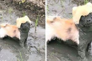 15張「我真的沒想到會笑成這樣」的瘋狂泥巴狗照片，一臉無辜的「泥塑」真的笑慘！