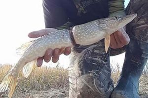 他抓到這看似已經「斷成兩截的魚」發現它還活著，再摸一摸卡住牠身體的東西瞬間氣到心痛！
