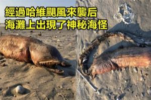 在哈維颶風過後，美國德州的海灘上出現一個「讓人吃驚的神秘生物」！