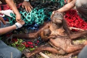 心痛！大猩猩被一場大火燒的體無完膚，翻開身體後，讓眾人感動不已！
