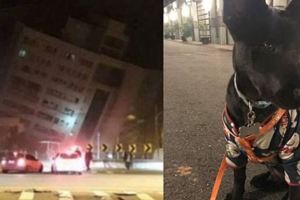 小狗猛吠！地震前衝馬路抓地…他驚呼「牠救了我一命」