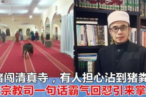 山豬闖清真寺，有人擔心沾到豬糞！玻宗教司一句話霸氣回懟引來掌聲！