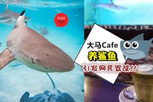 大馬SriPetalingCafe養鯊魚視頻一夜爆紅!網民大怒:放過BabyShark!