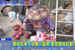 火龍果價崩！農委會慢半拍現已收成才喊收購