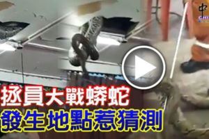 消拯員大戰蟒蛇發生地點惹猜測