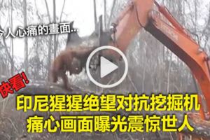 （內附視頻看）印尼猩猩絕望對抗挖掘機痛心畫面曝光震驚世人