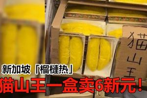 新加坡掀起「榴槤熱」，貓山王榴槤紙扎品熱銷！一盒賣6新元