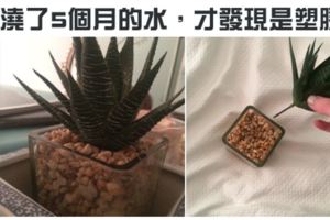 27張不管看幾次「都會害人笑得像瘋子一樣」的超有爆點畫面