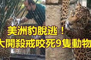 美洲豹脫逃！大開殺戒咬死9隻動物