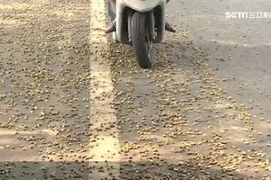 行道樹落果害騎士自摔亡？家屬提國賠