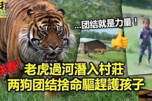 (內有視頻看）老虎過河潛入村莊兩狗團結捨命驅趕護孩子